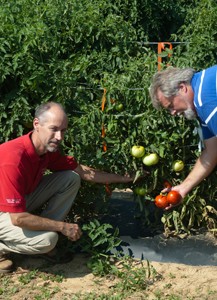 Peter Nitzsche, left, and Tom Orton examining tomatoes in the field. Photo: Courtesy of Peter Nitzsche